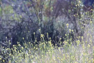 DSC_2025 (Large).JPG